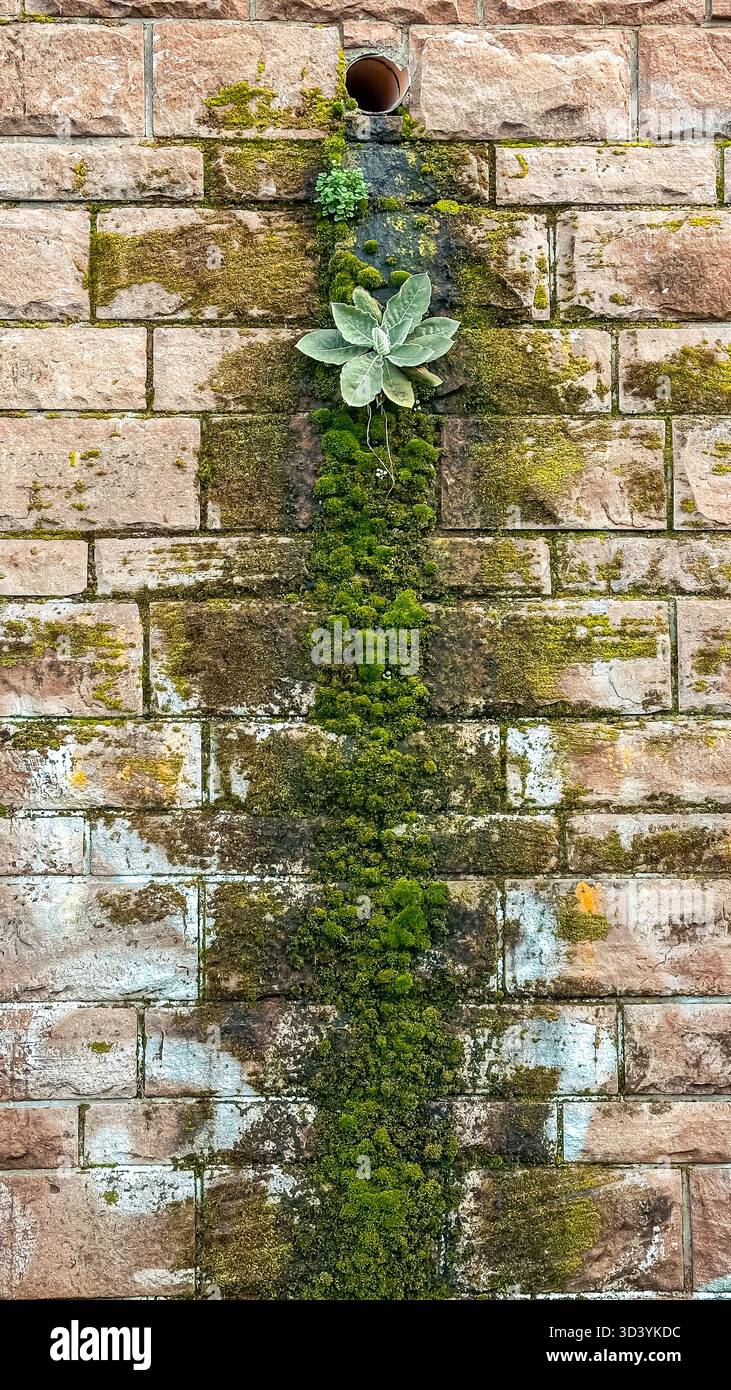 Une plante succulente prospère sur un mur de briques altérées, avec de la mousse verte luxuriante en cascade, soulignant le contraste entre la croissance naturelle et urbaine Banque D'Images