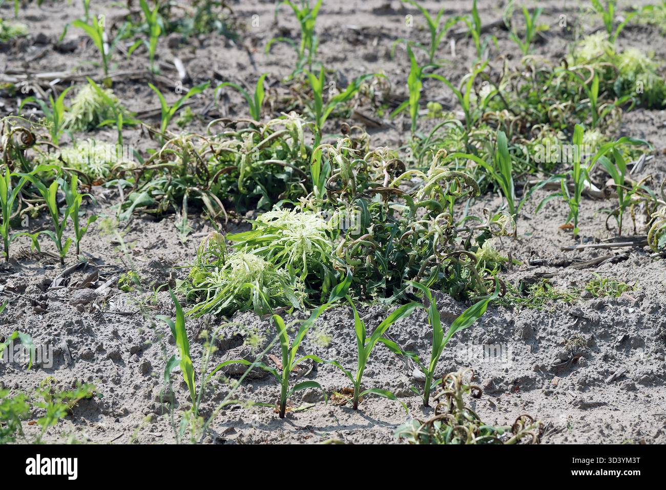 Lutte contre les mauvaises herbes dans les cultures agricoles. Effet phytotoxique de l'utilisation d'herbicides sur les mauvaises herbes du maïs. Banque D'Images