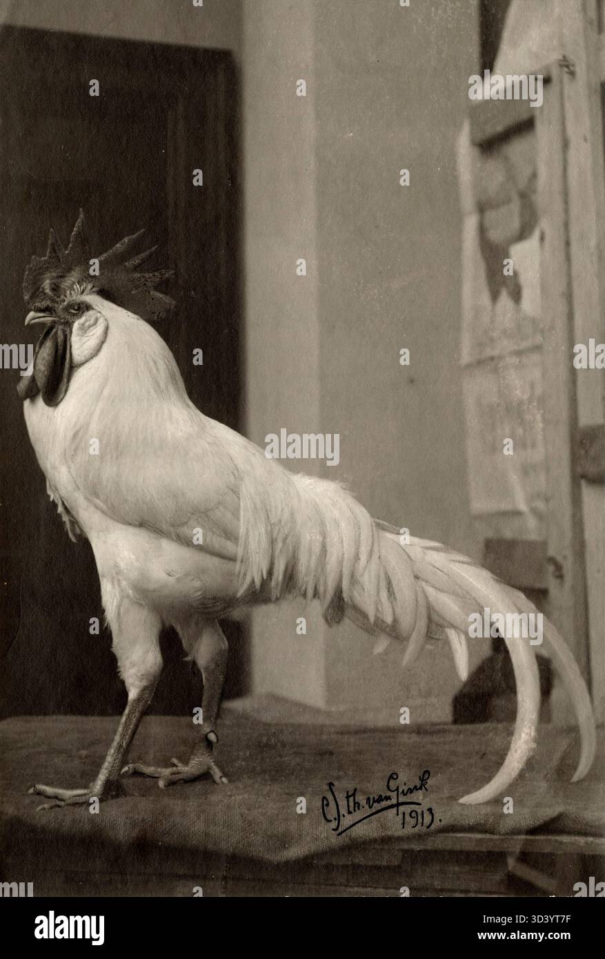 Un coq blanc Leghorn, primé dans sa catégorie à l'exposition anniversaire de l'Ornithophilia à Utrecht, 1913. Le coq fait partie d'un salon de volaille compétitif. Banque D'Images