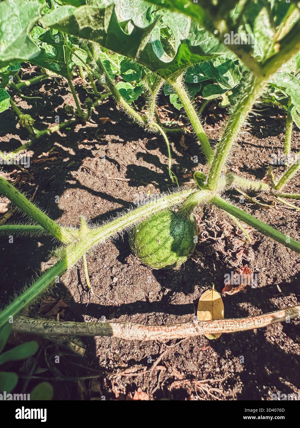 Fruit de pastèque se développant sur la vigne, niché parmi des feuilles vertes luxuriantes dans un jardin, mettant en valeur la croissance naturelle et l'agriculture Banque D'Images