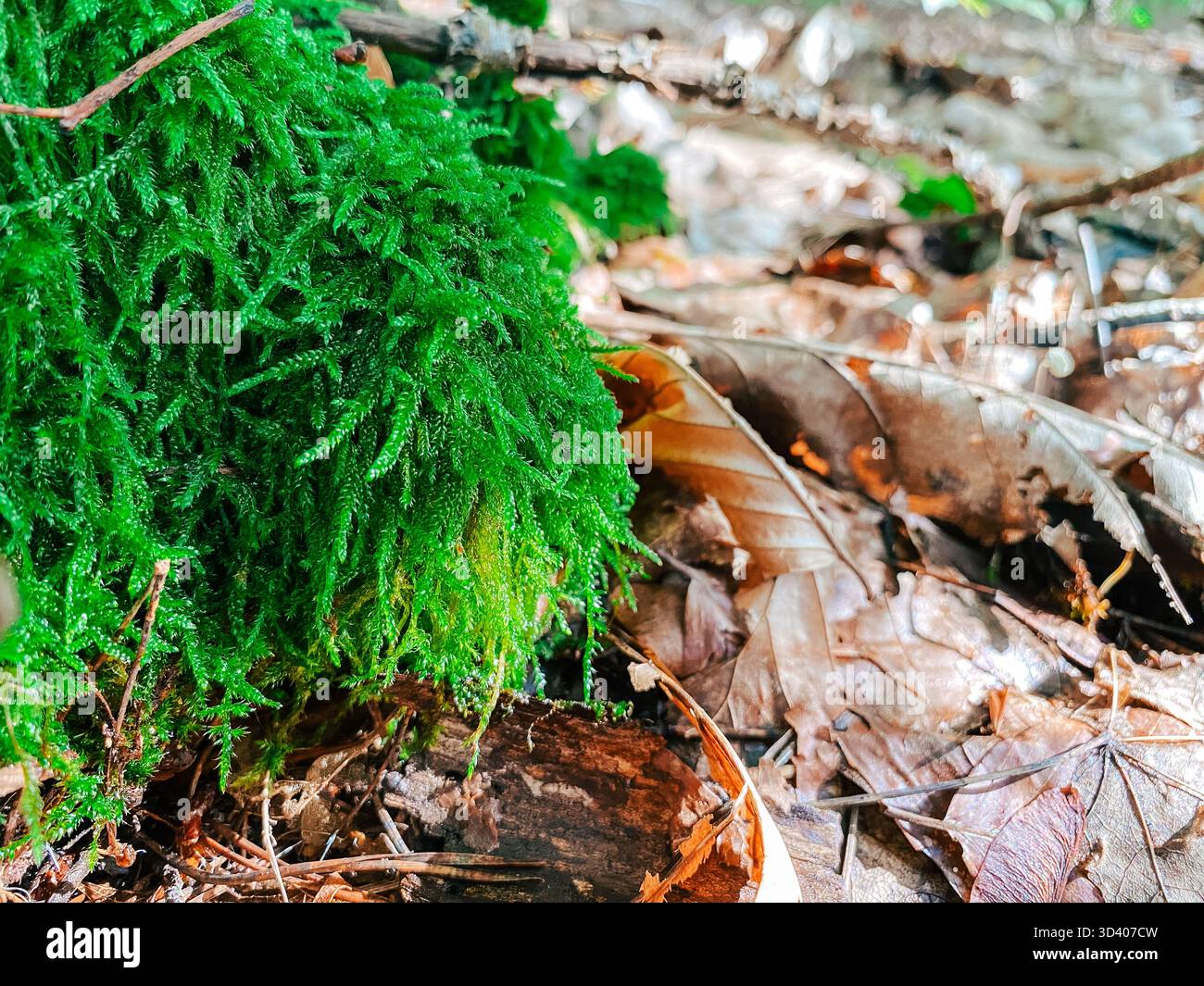 La mousse verte éclatante prospère sur le sol forestier, entourée d'un mélange de feuilles mortes et de brindilles, mettant en valeur la beauté et la texture de la nature Banque D'Images
