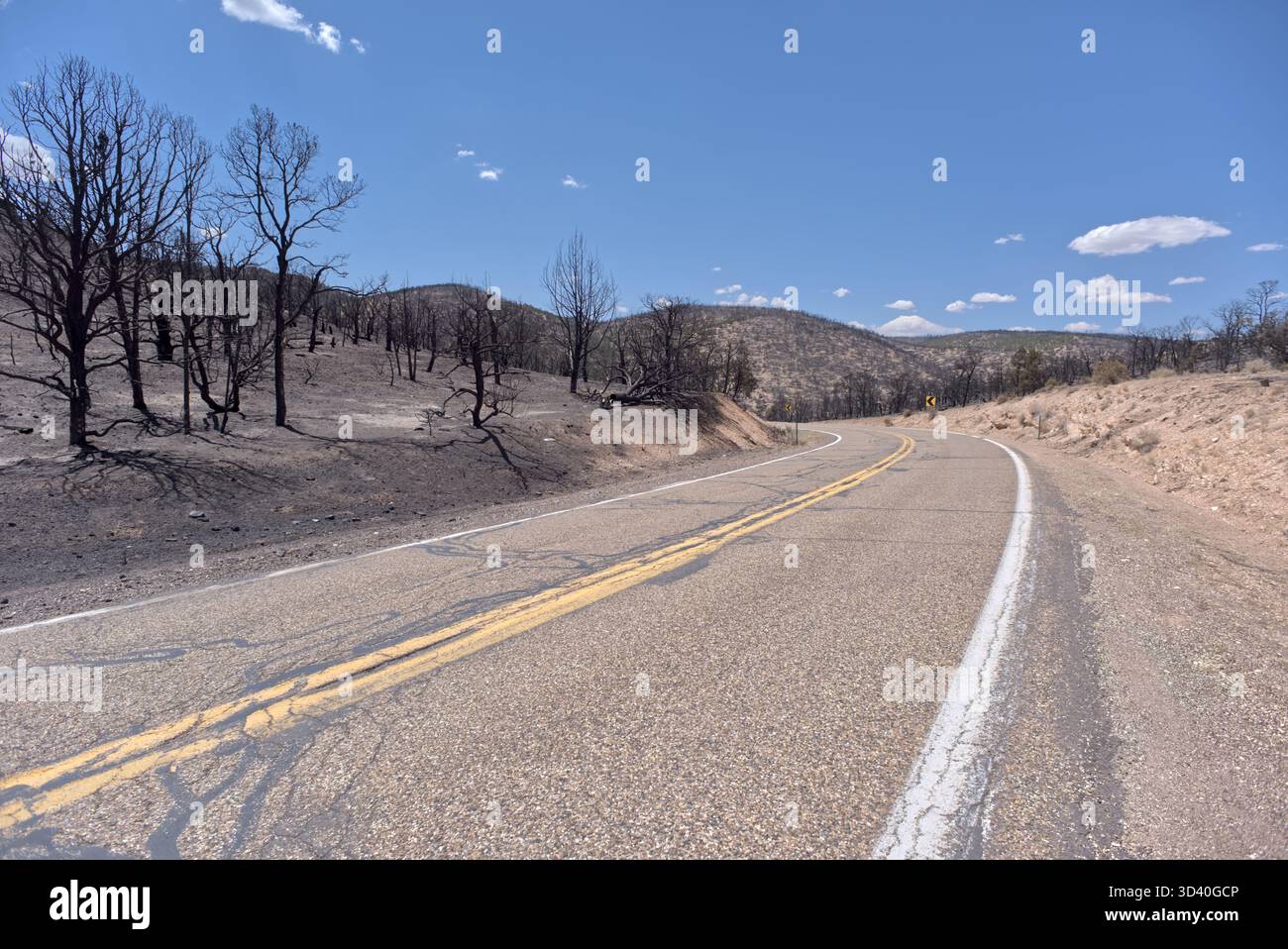 Terre brûlée et arbres brûlés du feu de forêt White Sage Wildfire près de Jacob Lake Arizona dans la forêt nationale de Kaibab. Banque D'Images