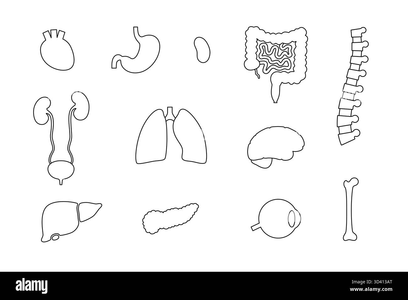 Illustration des organes internes humains. Banque D'Images