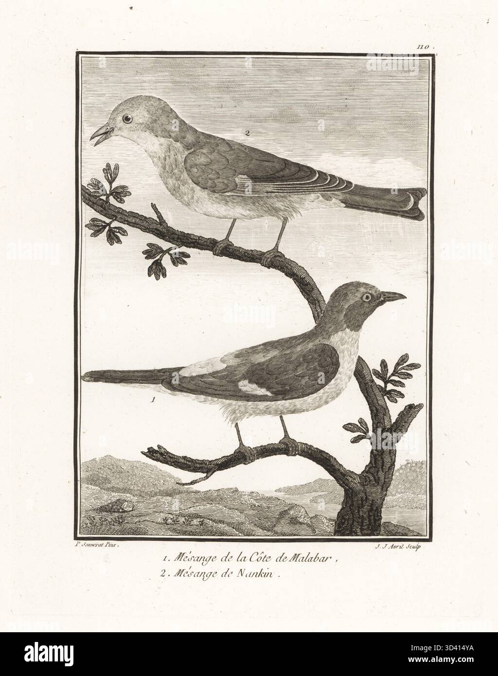 Petit minivet, Pericrocotus cinnamomeus peregrinus 1, et Leiothrix à bec rouge, Leiothrix lutea 2. Mesange de la cote de Malabar 1, mesange de Nankin. Gravure sur cuivre de J. J. avril d'après une illustration de Pierre Sonnerat tirée de son voyage aux Indes orientales et à la Chine (voyage aux Indes orientales et en Chine, Dentu, Paris, 1806). Banque D'Images