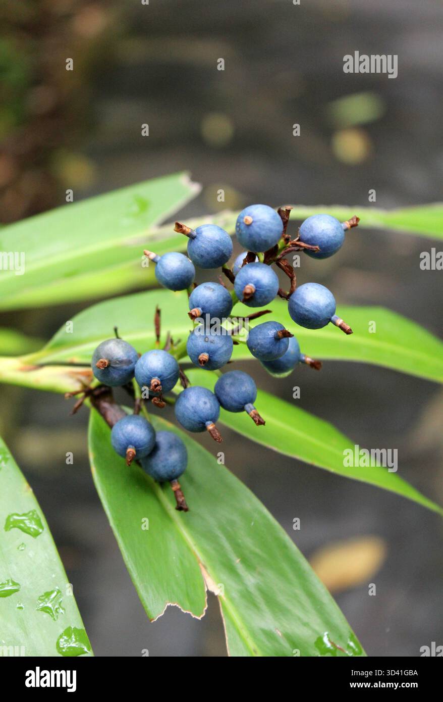 Baies bleues sur une plante de gingembre Alpinia dans un jardin Banque D'Images