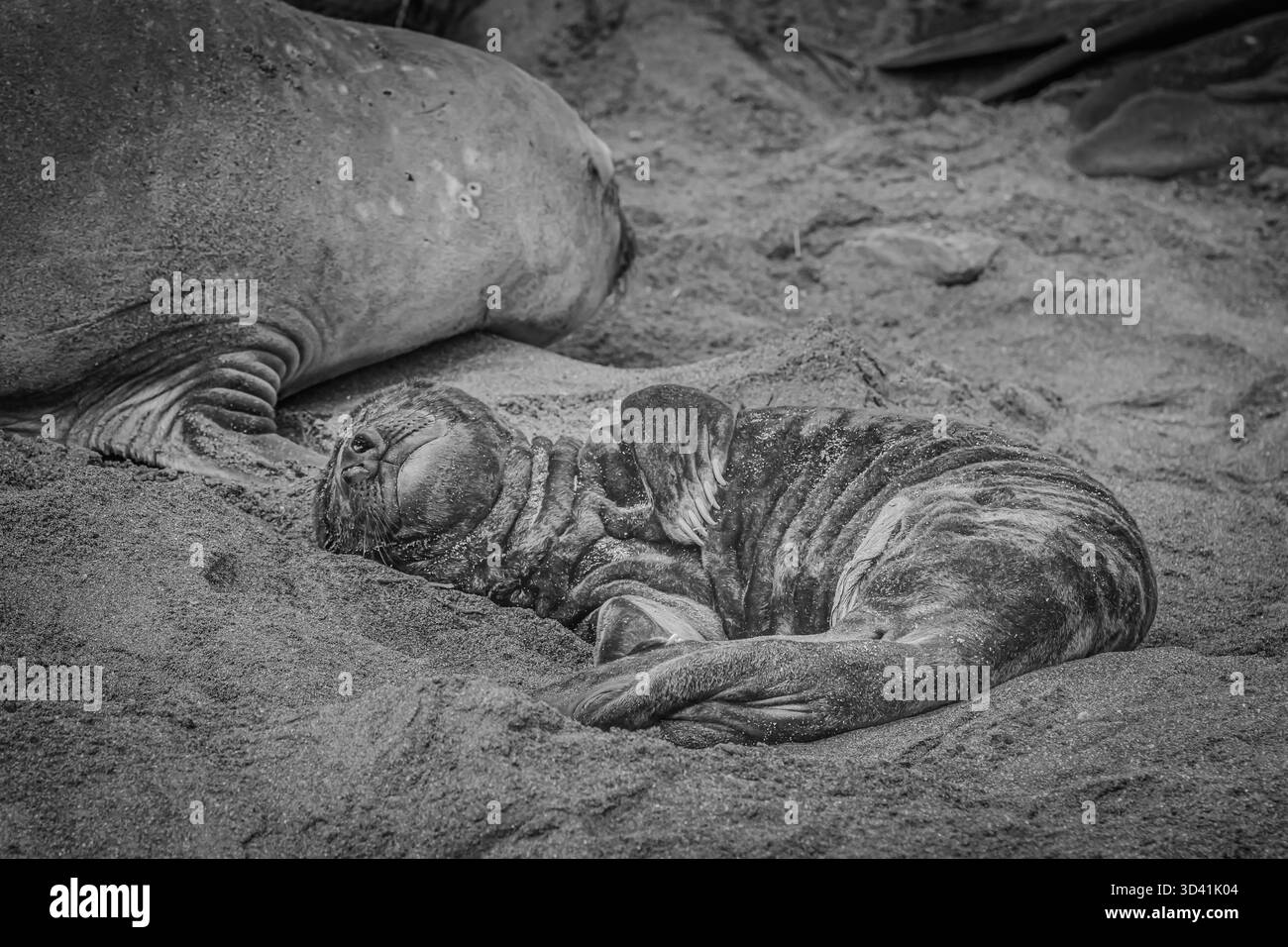 Bébé éléphant de mer du sud (Mirounga leonina) dont la vie est suspendue dans la balance dans le climat antarctique rude de l'île de Soth Georgia Banque D'Images
