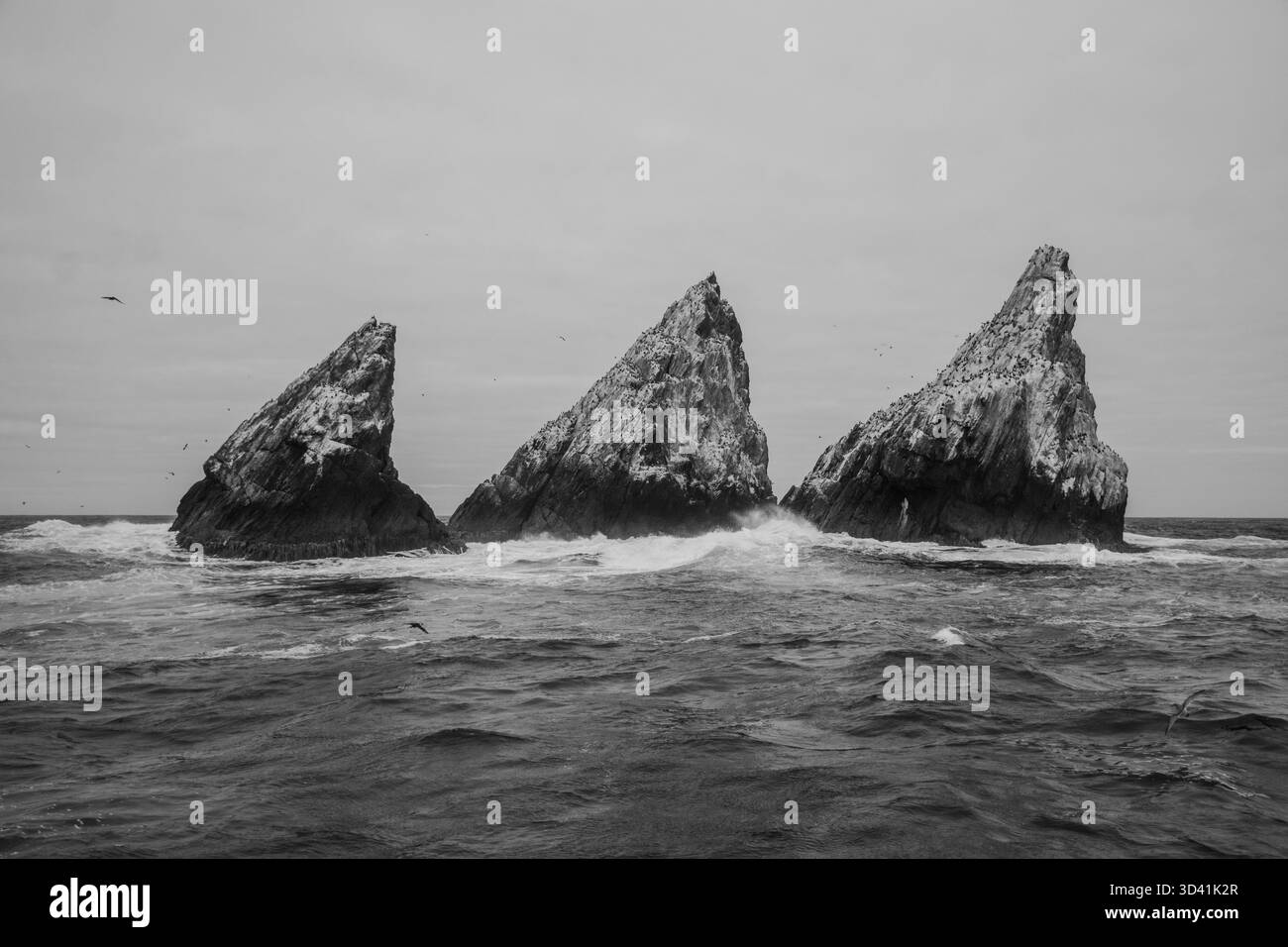 Shag Rock ou Black Rock sont stériles et isolés rocheux déchiquetés ilets 240 km WNW de South Georgia Island. Merveilleux pour la vie des oiseaux Banque D'Images