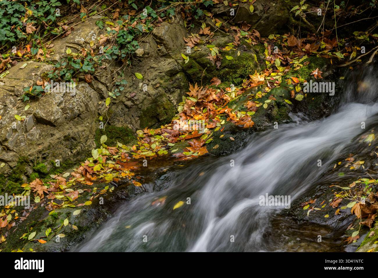 Un petit ruisseau coule sur des rochers entourés de feuilles d'automne. Banque D'Images