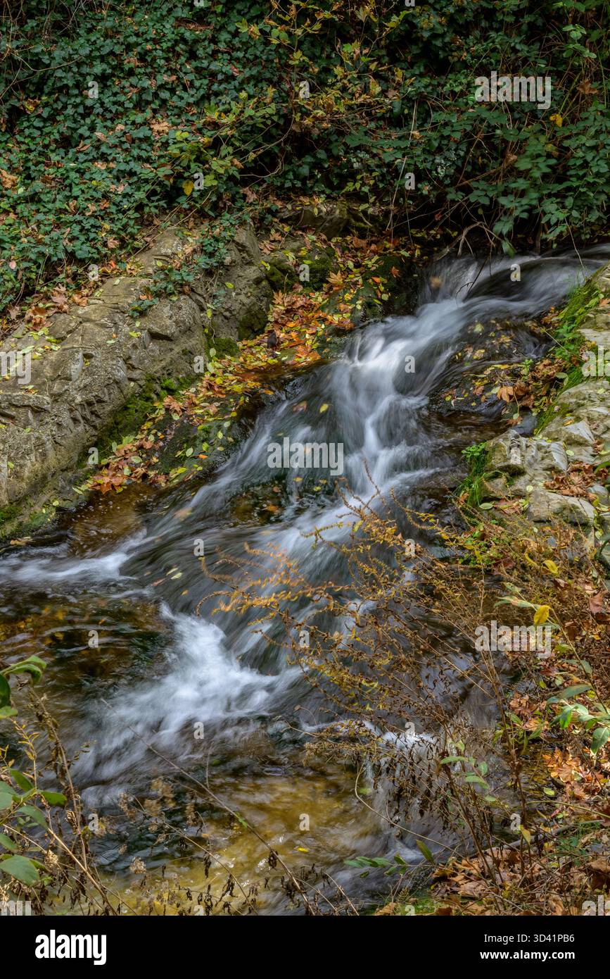 Un petit ruisseau coule sur des rochers entourés de feuilles d'automne. Banque D'Images