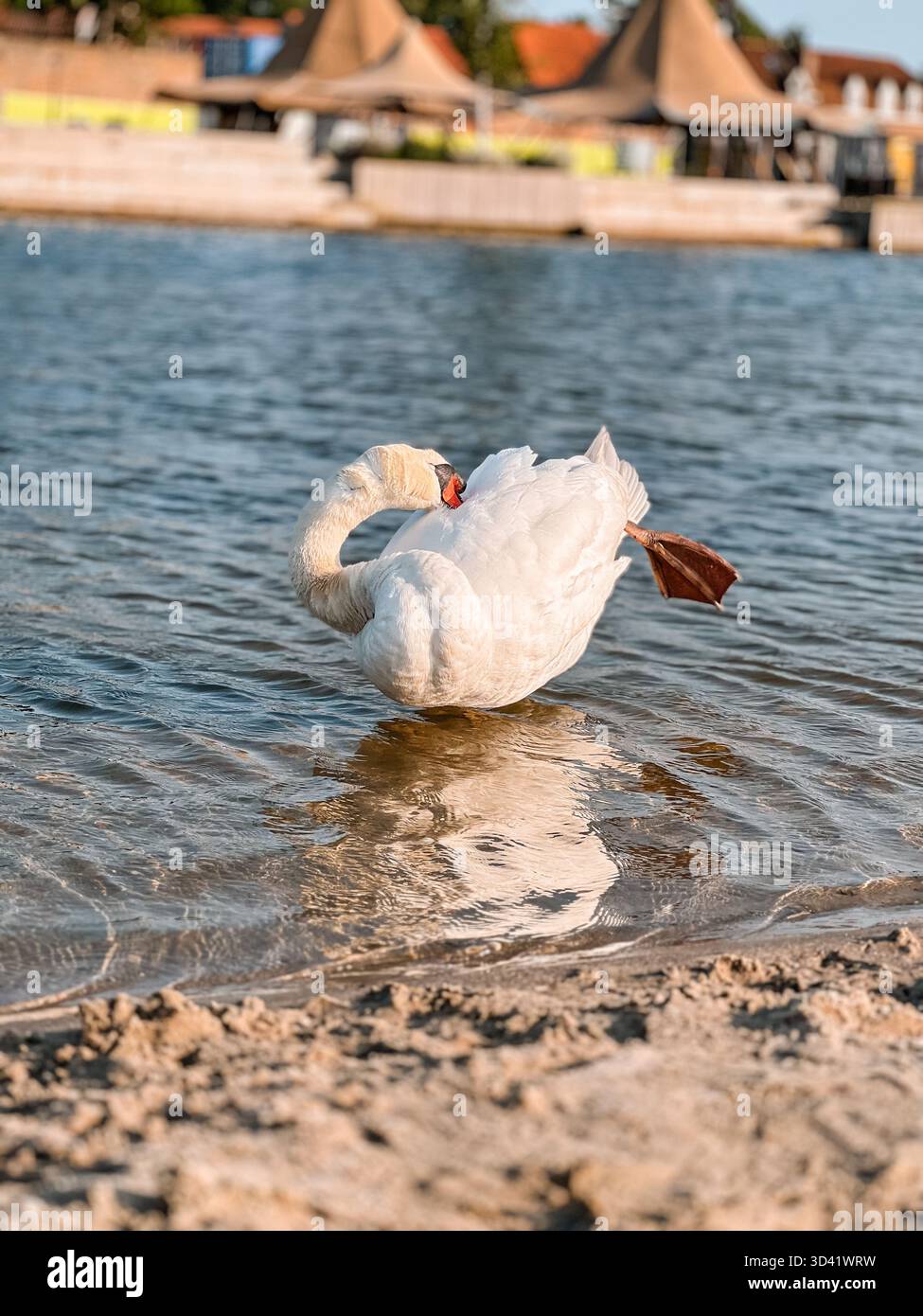 Gracieux cygne blanc debout à Strandeiland, pays-Bas. La scène calme capture l'élégance de l'oiseau dans une lumière naturelle douce, tons chauds d'été. - Image de stock capturée avec un smartphone