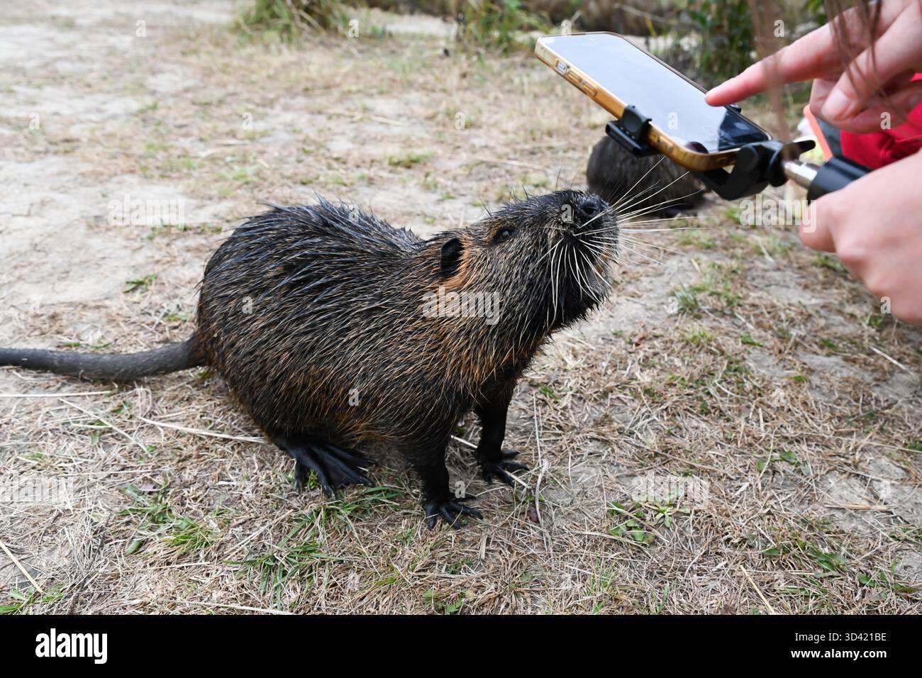 Curieux nutria Myocastor coypus atteint vers une caméra tenue par une personne. Animal à fourrure humide brun avec moustaches et pieds palmés sur sol sec. Banque D'Images