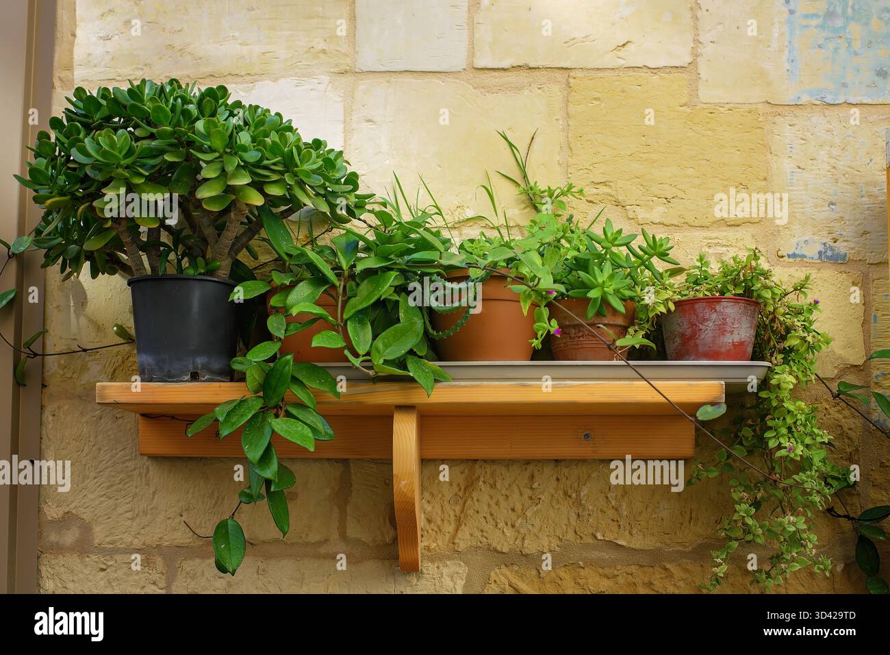 Plantes succulentes vertes dans des pots en argile et en plastique sur une étagère en bois par un mur de pierre rustique. Composition naturelle confortable pour la décoration intérieure et le design d'intérieur. Banque D'Images