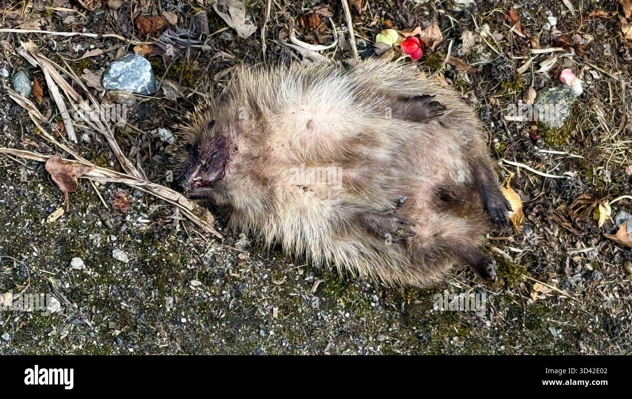 Hérisson mort sur la route Banque D'Images