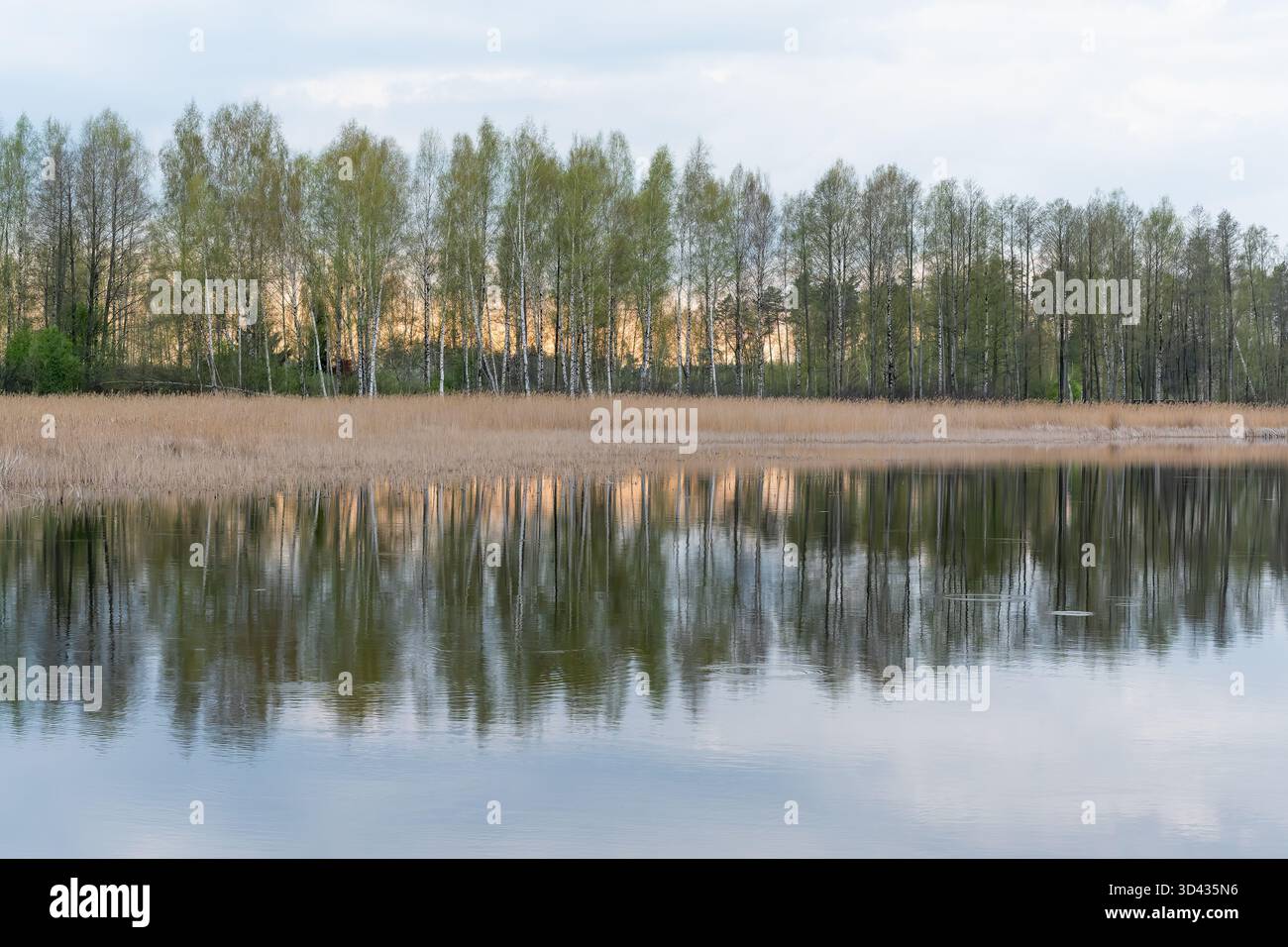 Paysage lacustre avec des roseaux communs au premier plan au coucher du soleil, le ciel est visible dans le reflet et une forêt sur la rive opposée, lac Laveri Banque D'Images