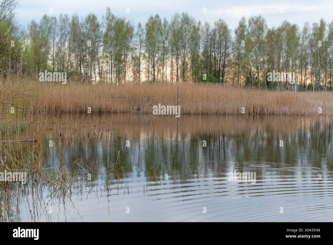 Paysage lacustre avec des roseaux communs au premier plan au coucher du soleil, le ciel est visible dans le reflet et une forêt sur la rive opposée, lac Laveri Banque D'Images