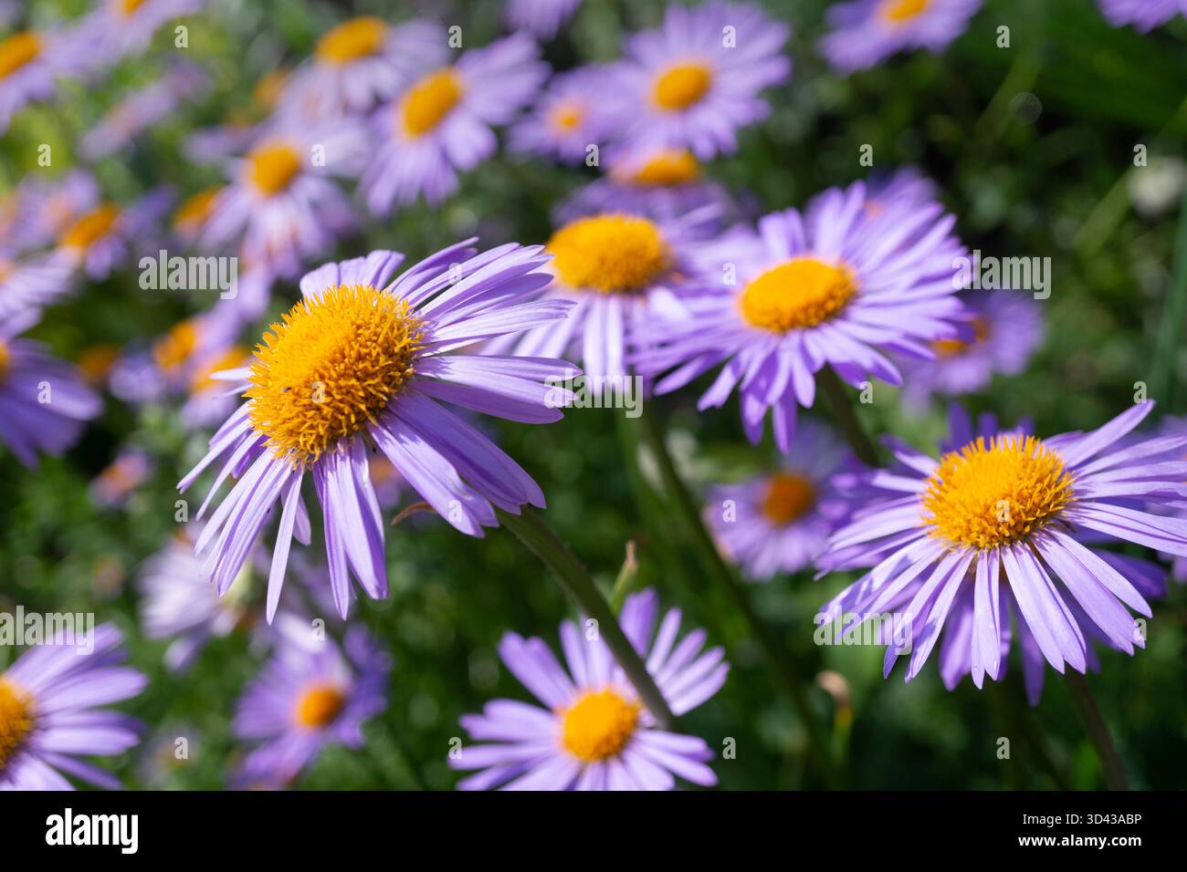 fleur bleue de marguerite dans le jardin, photographiée de près, mise au point sélective, sur une journée d'été ensoleillée Banque D'Images