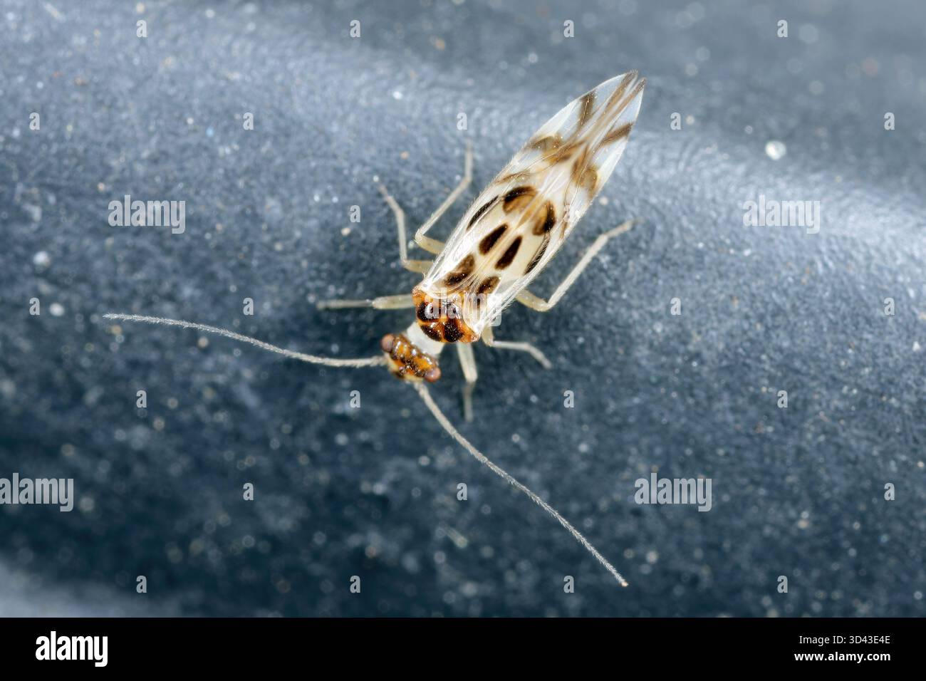 Graphopsocus cruciatus est une espèce de Psocoptera, communément connue sous le nom de lice, barklice ou mouches de la famille des Stenopsocidae. Banque D'Images