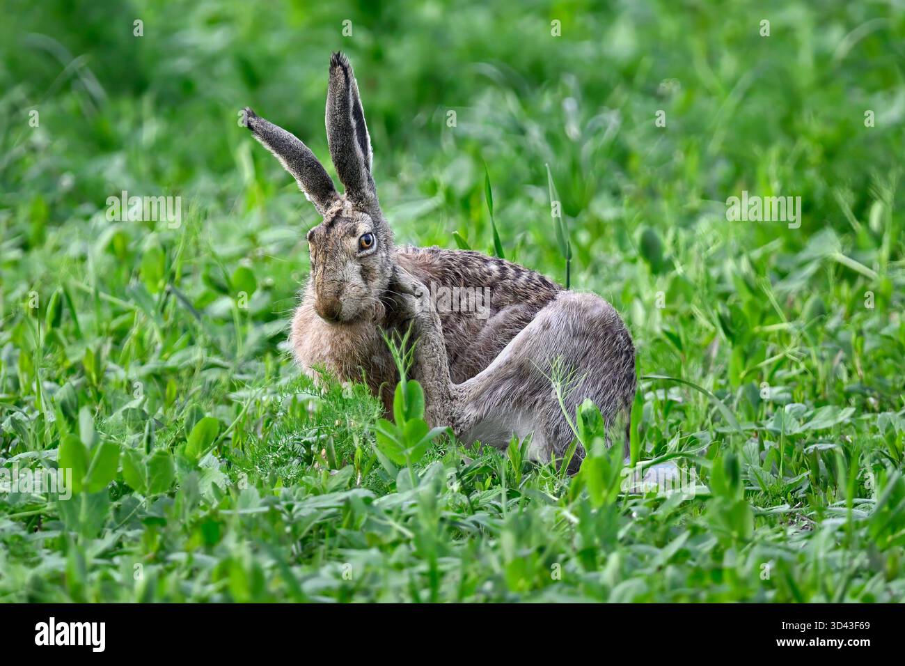 Lièvre sur prairie nettoyant Banque D'Images