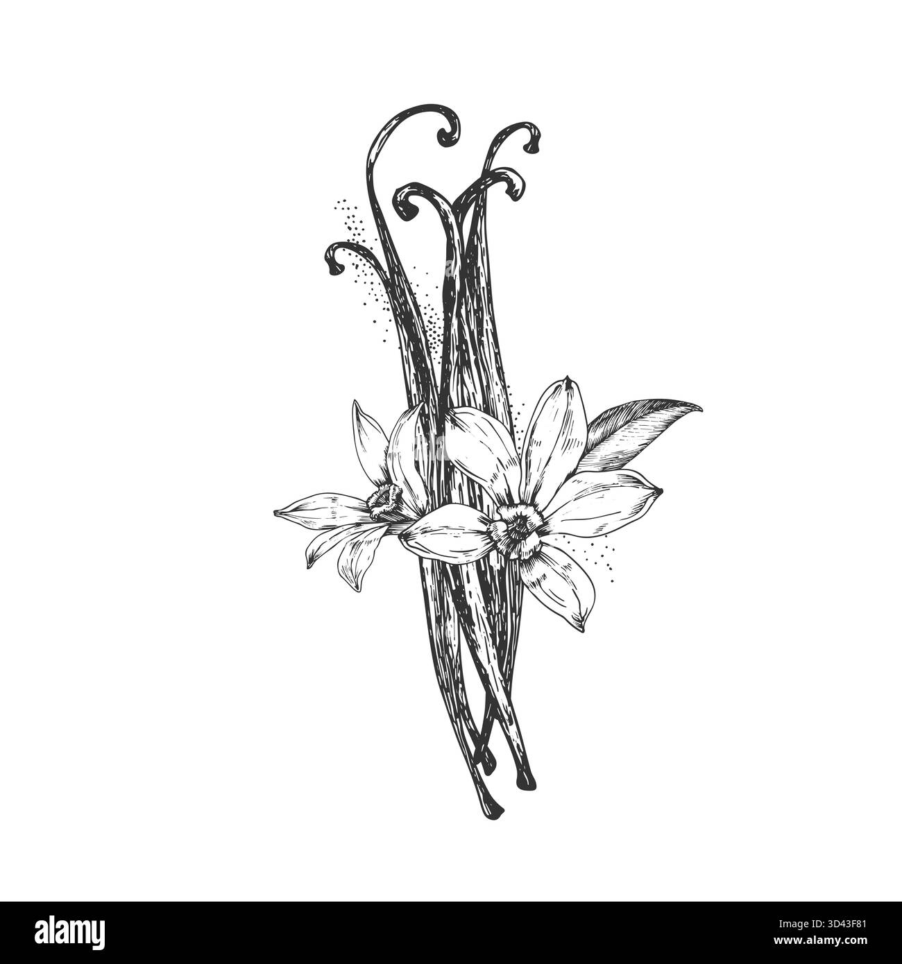 Vanille illustration vectorielle dessinée à la main. Fleurs noires et blanches, gousses Illustration de Vecteur