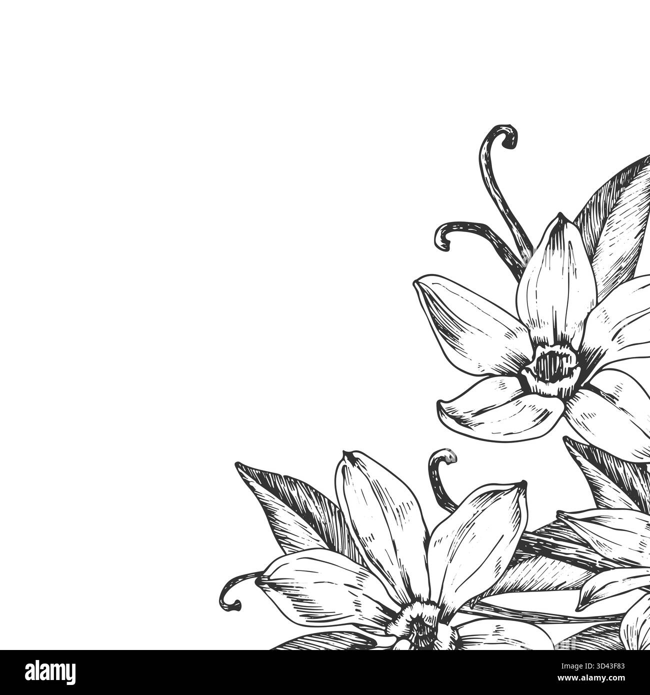 Vanille illustration vectorielle dessinée à la main. Cadre noir et blanc avec fleurs, gousses Illustration de Vecteur