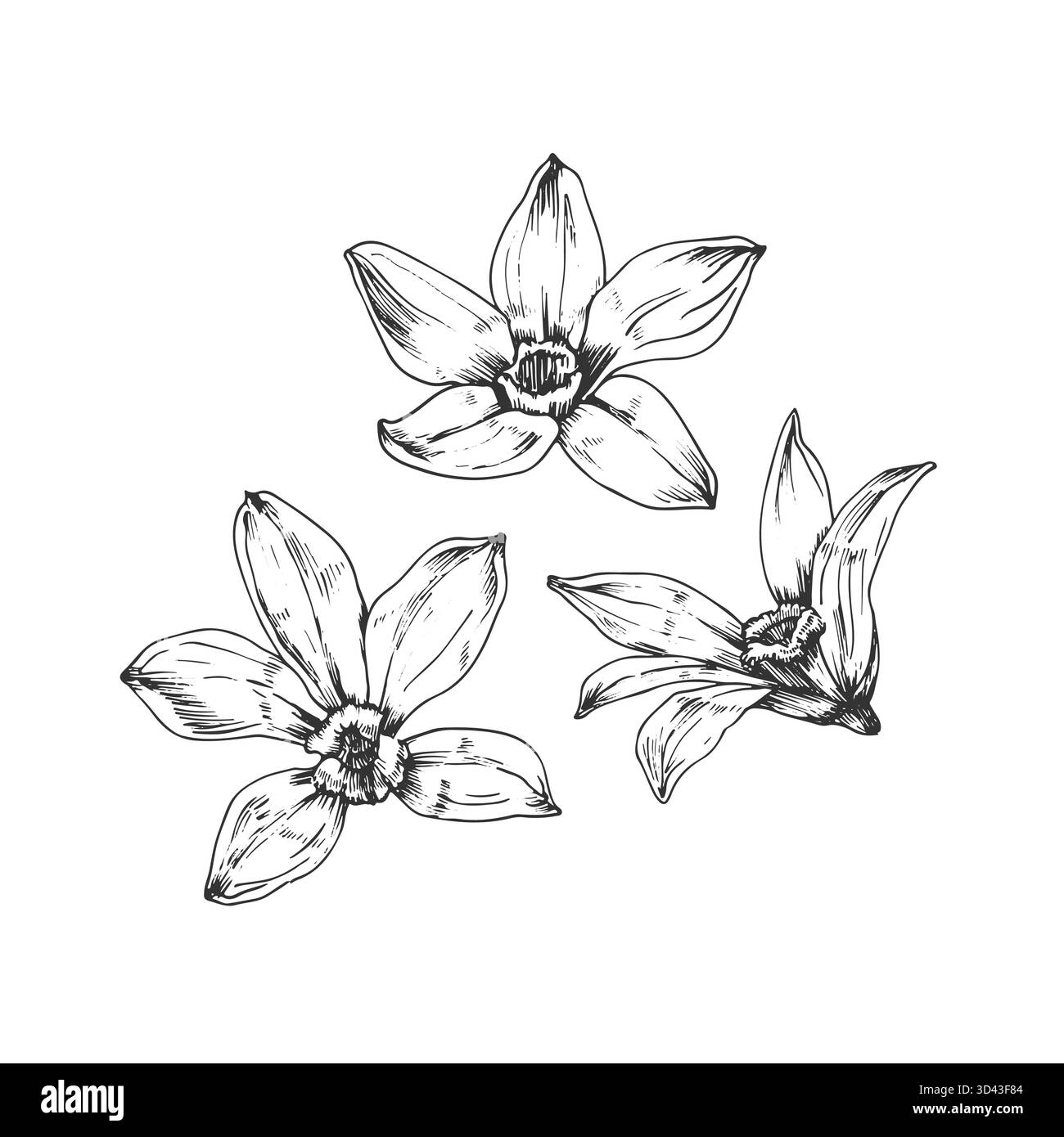 Ensemble d'illustrations vectorielles dessinées à la main par fleur d'orchidée vanille. Objets en noir et blanc Illustration de Vecteur