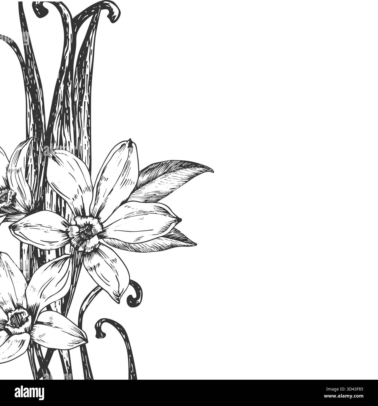 Vanille illustration vectorielle dessinée à la main. Cadre noir et blanc avec fleurs, gousses Illustration de Vecteur