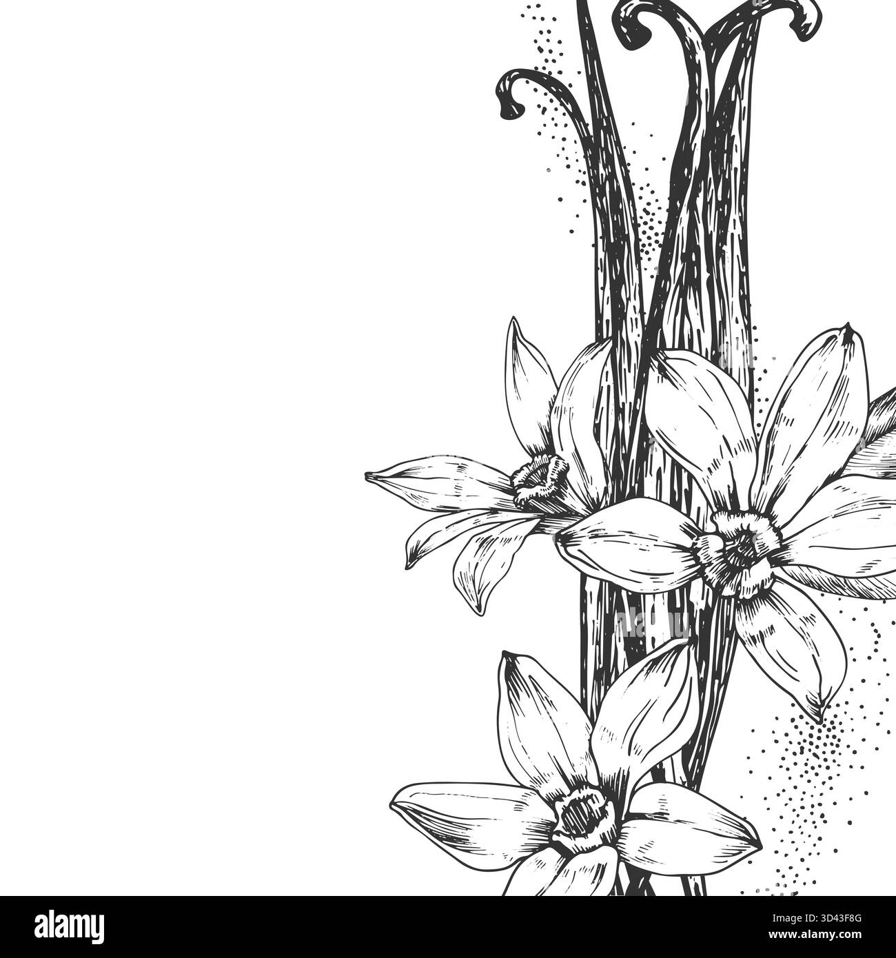 Vanille illustration vectorielle dessinée à la main. Cadre noir et blanc avec fleurs, gousses Illustration de Vecteur
