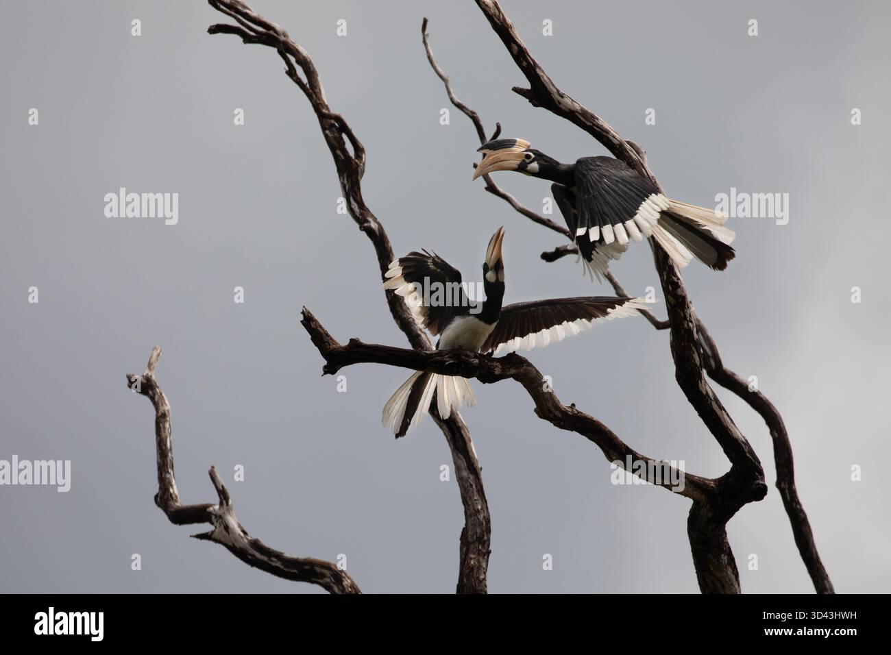 Deux cornbill pied malabar se saluant sur les hautes branches d'un arbre. Banque D'Images