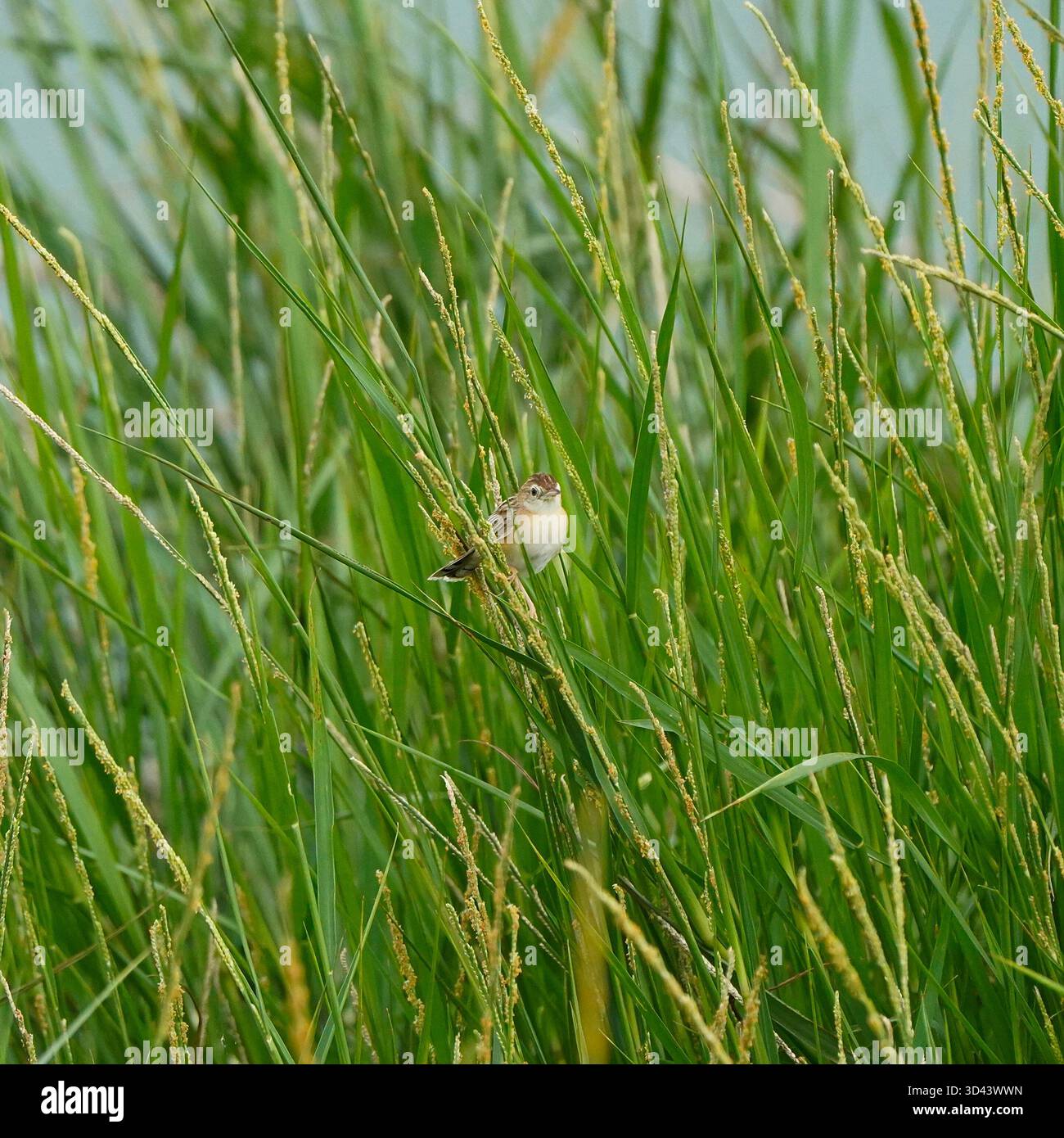 parulle fantail strié perché sur une herbe ting dans un buisson Banque D'Images
