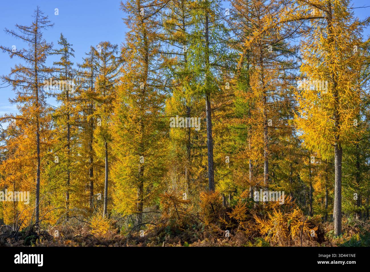 Forêt avec mélèzes hybrides (Larix x eurolepis), conifères à feuilles caduques jaunissant avant de tomber en automne Banque D'Images