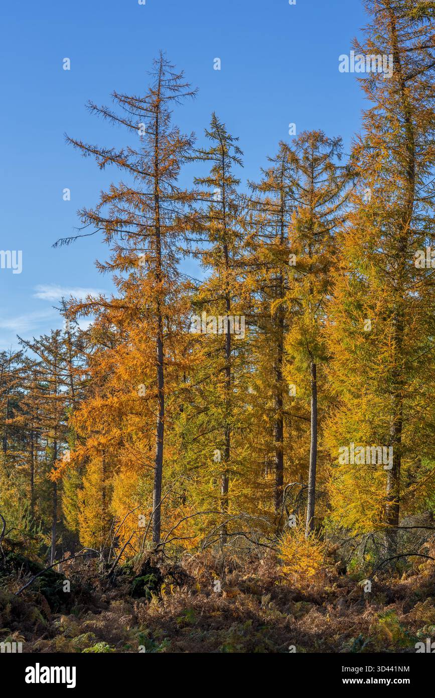 Forêt avec mélèzes hybrides (Larix x eurolepis), conifères à feuilles caduques jaunissant avant de tomber en automne Banque D'Images