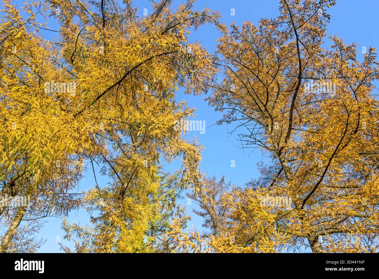 Forêt avec mélèzes hybrides (Larix x eurolepis), conifères à feuilles caduques jaunissant avant de tomber en automne Banque D'Images