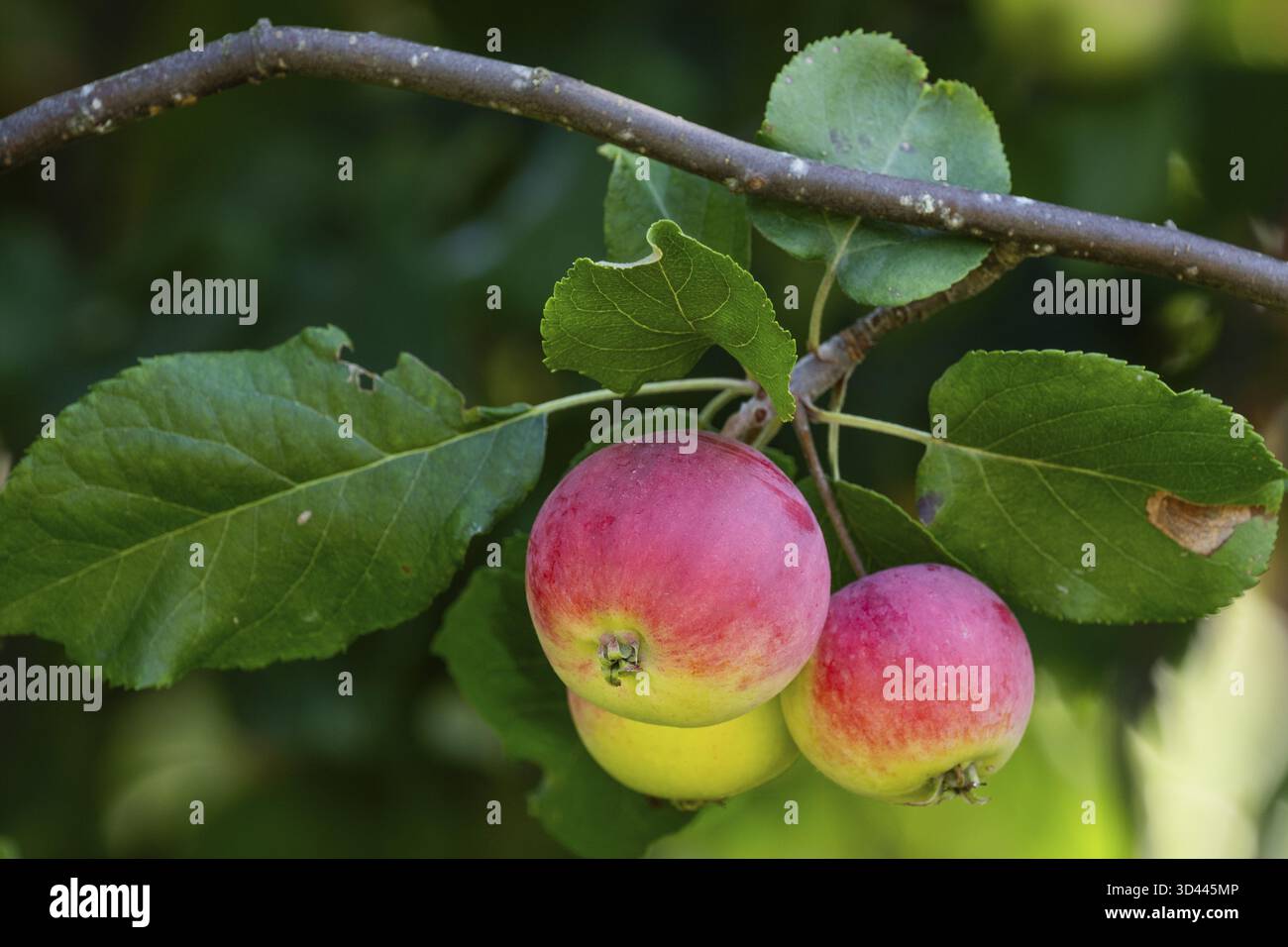 Pommes rouge-jaune (Malus) accrochées à une branche, Finlande Banque D'Images