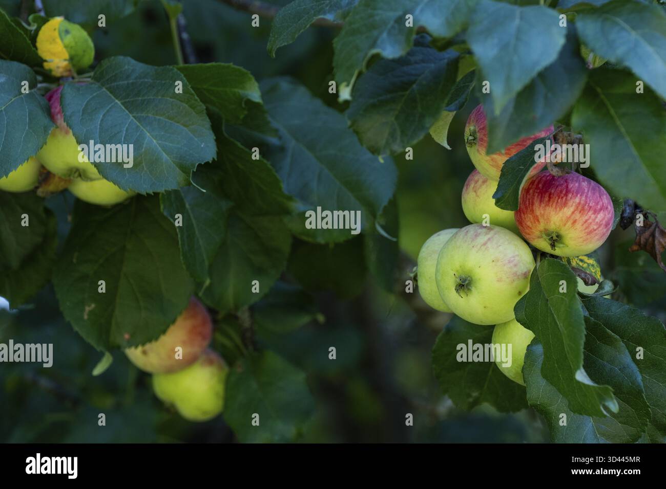 Pommes (Malus) suspendues à un arbre, Finlande Banque D'Images
