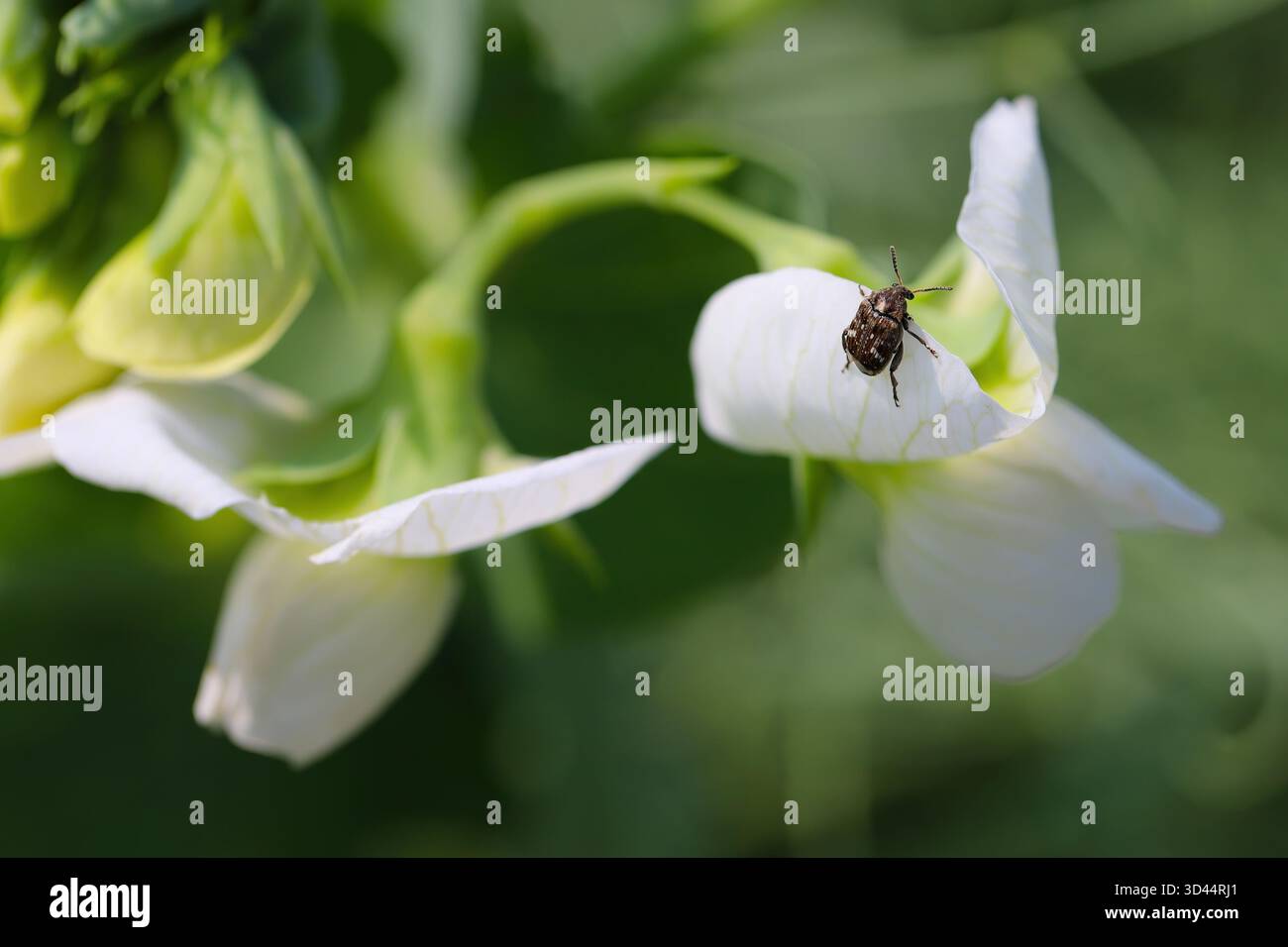 Bruchus pisorum les noms communs sont le coléoptère du pois et le coléoptère des graines du pois. La femelle pond des œufs dans les gousses en développement et les larves détruisent les graines de pois. Banque D'Images