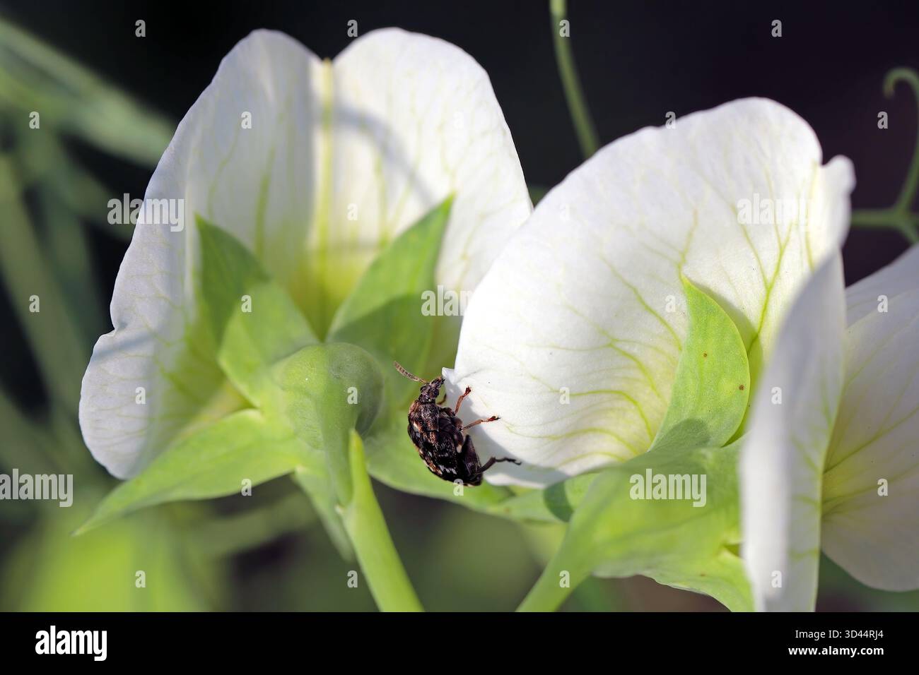 Bruchus pisorum les noms communs sont le coléoptère du pois et le coléoptère des graines du pois. La femelle pond des œufs dans les gousses en développement et les larves détruisent les graines de pois. Banque D'Images