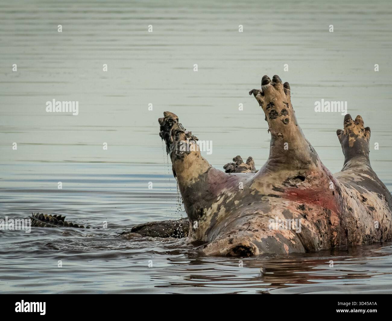 carcasse d'hippopotame flottant dans la rivière, tournant occasionnellement sur son axe, attirant un multiple de charognards, dont de nombreux crocodiles. Banque D'Images