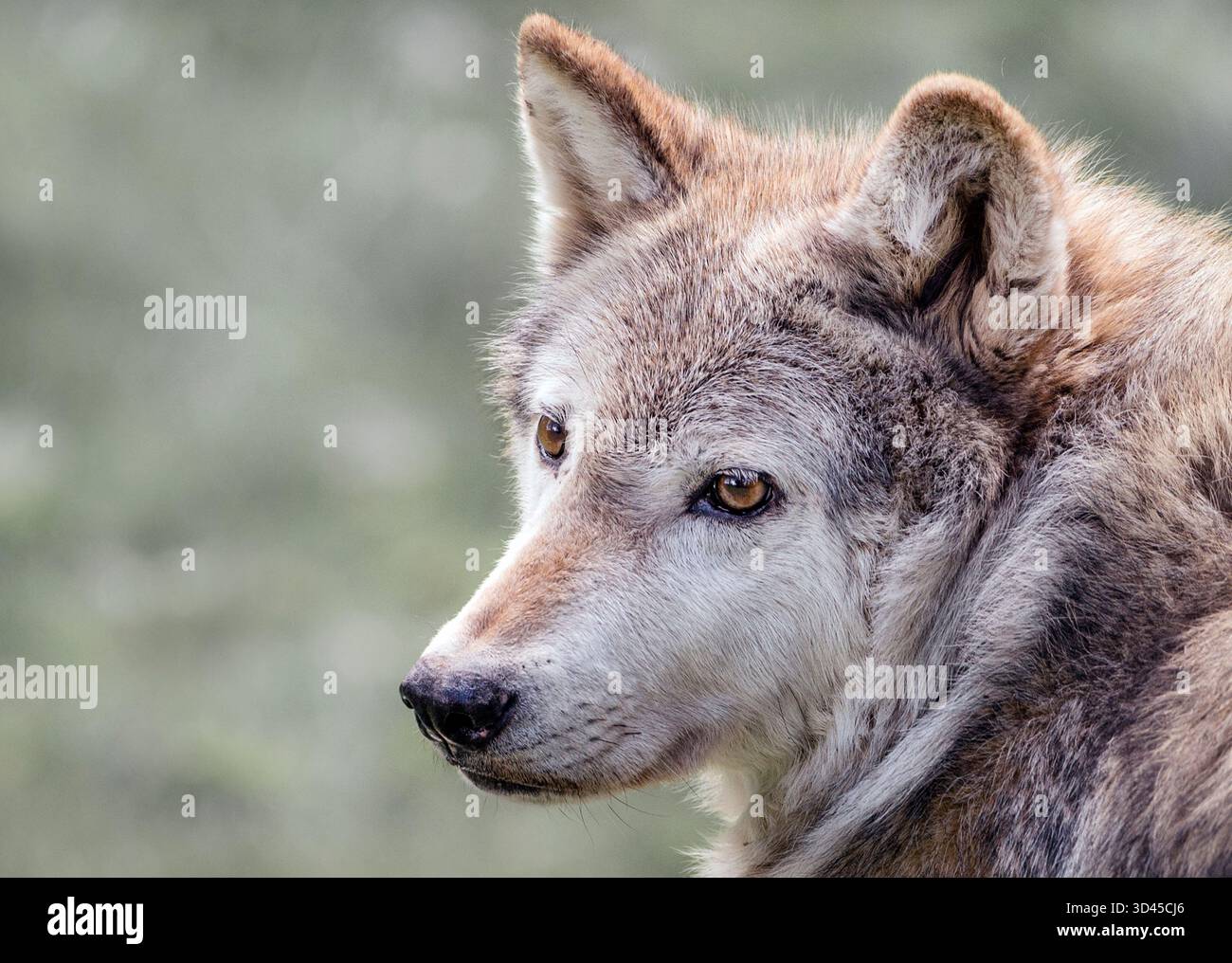 Loup à bois canadien (Canis lupus occidentalis) Banque D'Images
