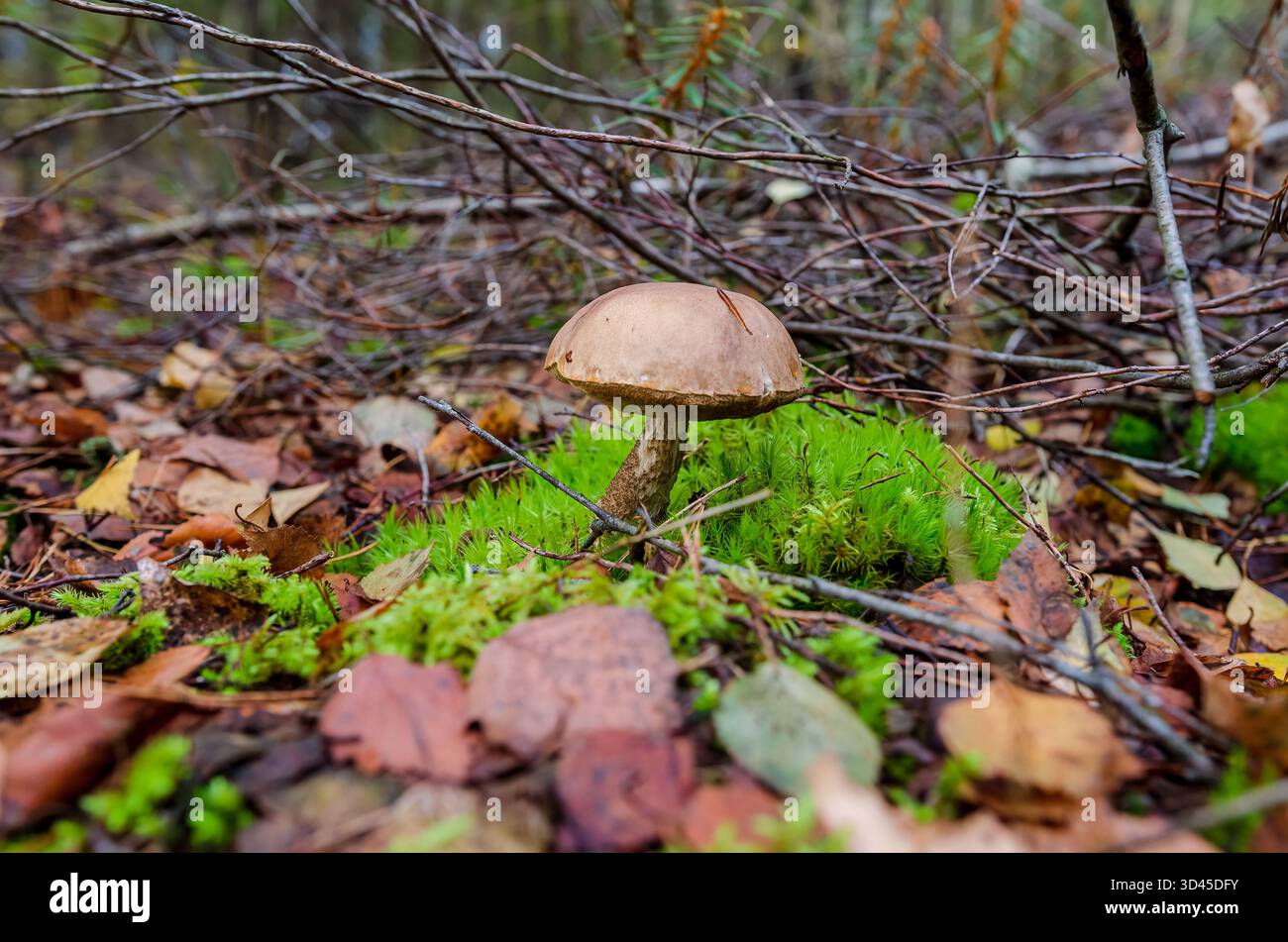 Champignon forestier sauvage poussant sur un sol mousselé dans les bois d'automne. Macro vue de champignon dans le sol de forêt moussue, ambiance automnale calme, nature intacte, Banque D'Images