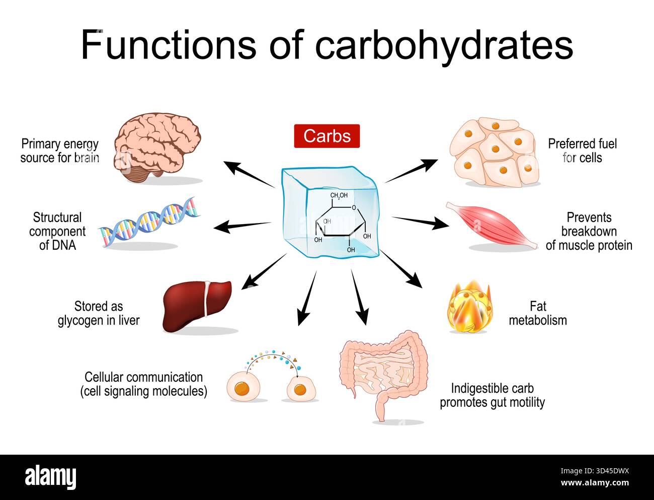 Fonctions des glucides. Glucides pour l'homéostasie énergétique. La régulation glycémique dans le métabolisme. Illustration vectorielle Illustration de Vecteur
