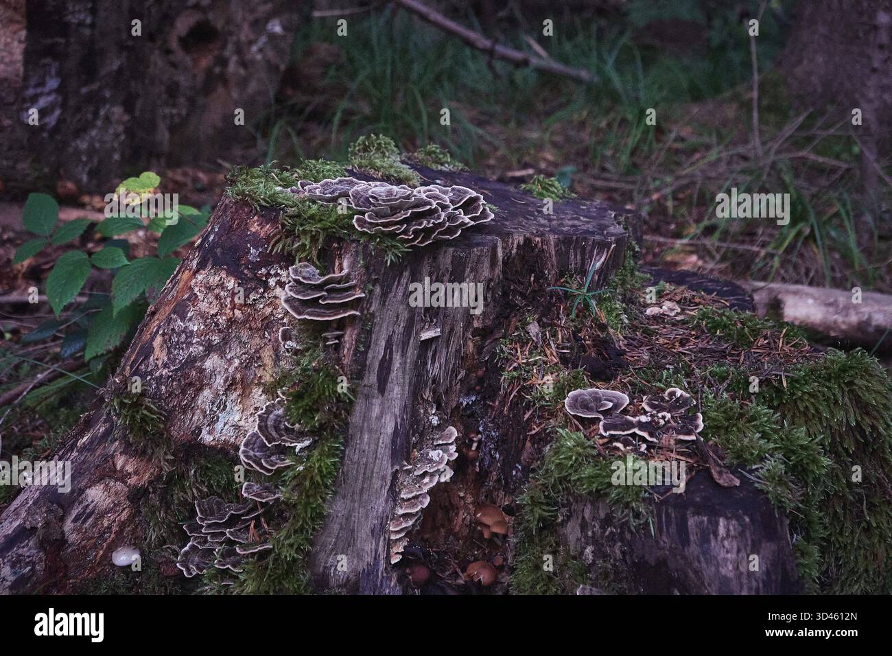 Scène de plancher forestier avec de vieilles souches d'arbres couvertes de mousse et des champignons de support, mettant en valeur la décomposition naturelle et la vie des bois. Banque D'Images