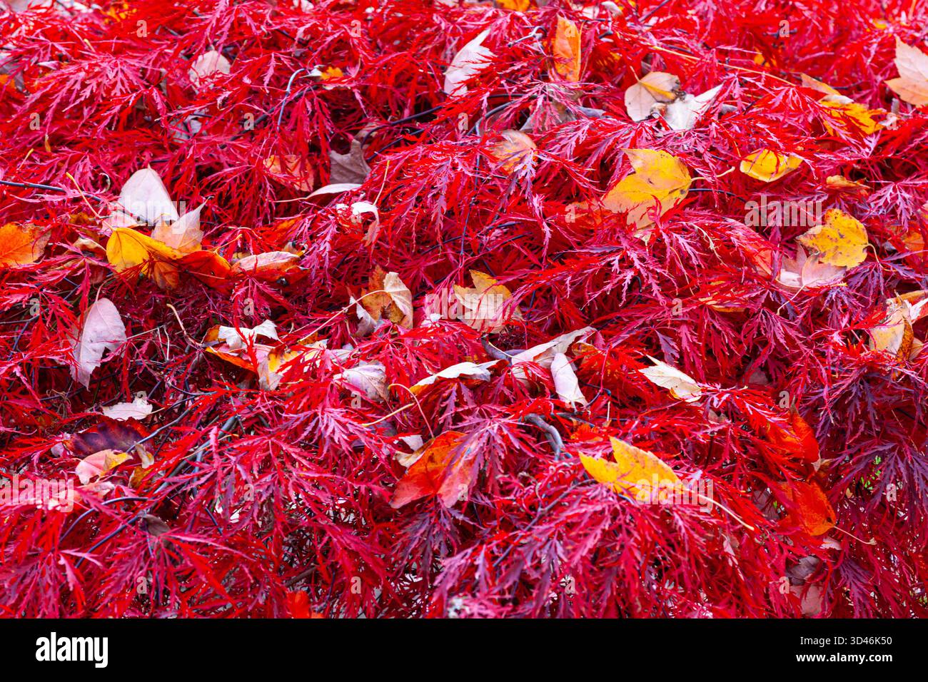 Feuilles tombantes sur un érable japonais au Canada Banque D'Images