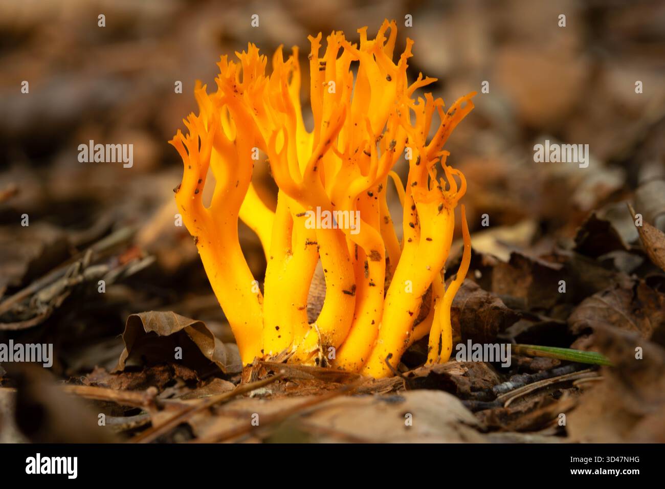Macro du champignon corallien avec sa forme typique et ses branches dans le Kaapse Bossen près de Maarsbergen dans la réserve naturelle Utrechtse Heuvelrug Banque D'Images