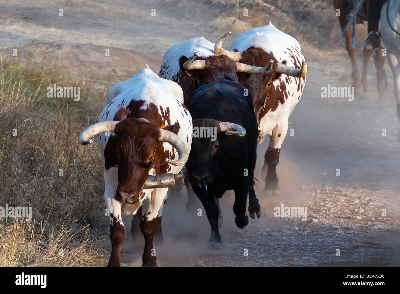 Deux bovins bruns et blancs avec des cornes marchent le long d'un sentier poussiéreux avec une vache noire à proximité par un après-midi ensoleillé. Banque D'Images