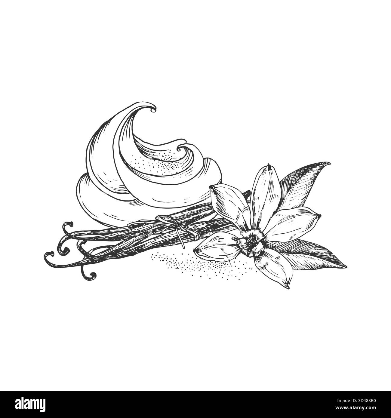 Illustrations vectorielles dessinées à la main à la vanille. Fleurs noires et blanches, gousses, feuilles et crème à la vanille Illustration de Vecteur