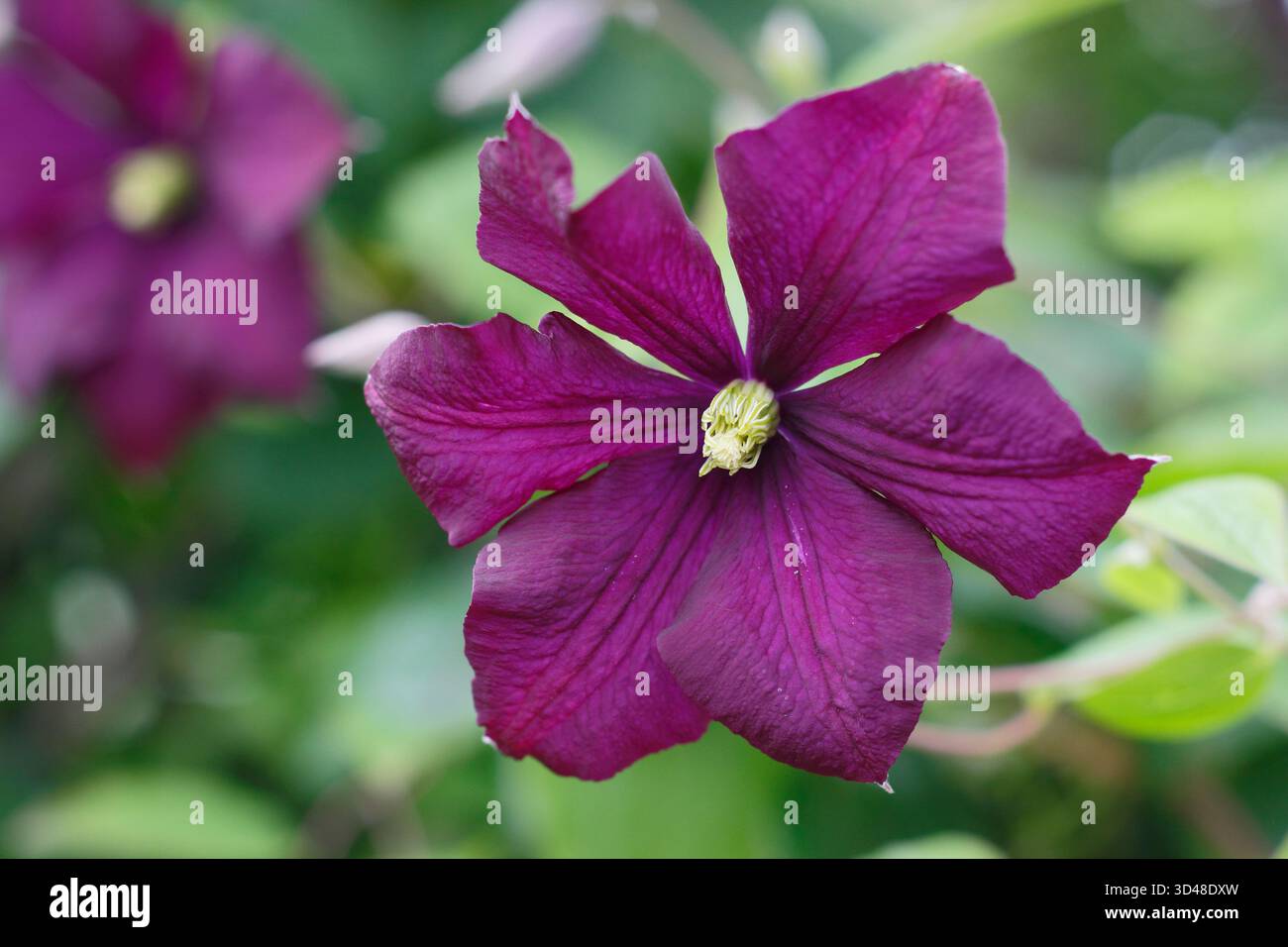 Clematis Etoile Violette, une Viticella clematis violette foncée, également appelée Clematis viticella 'étoile Violette' et Clematis Violet Star. Banque D'Images