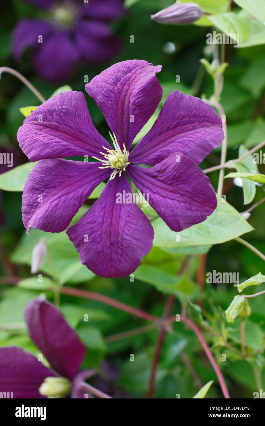 Clematis Etoile Violette, une Viticella clematis violette foncée, également appelée Clematis viticella 'Etoile Violette' et Clematis Violet Star. Banque D'Images
