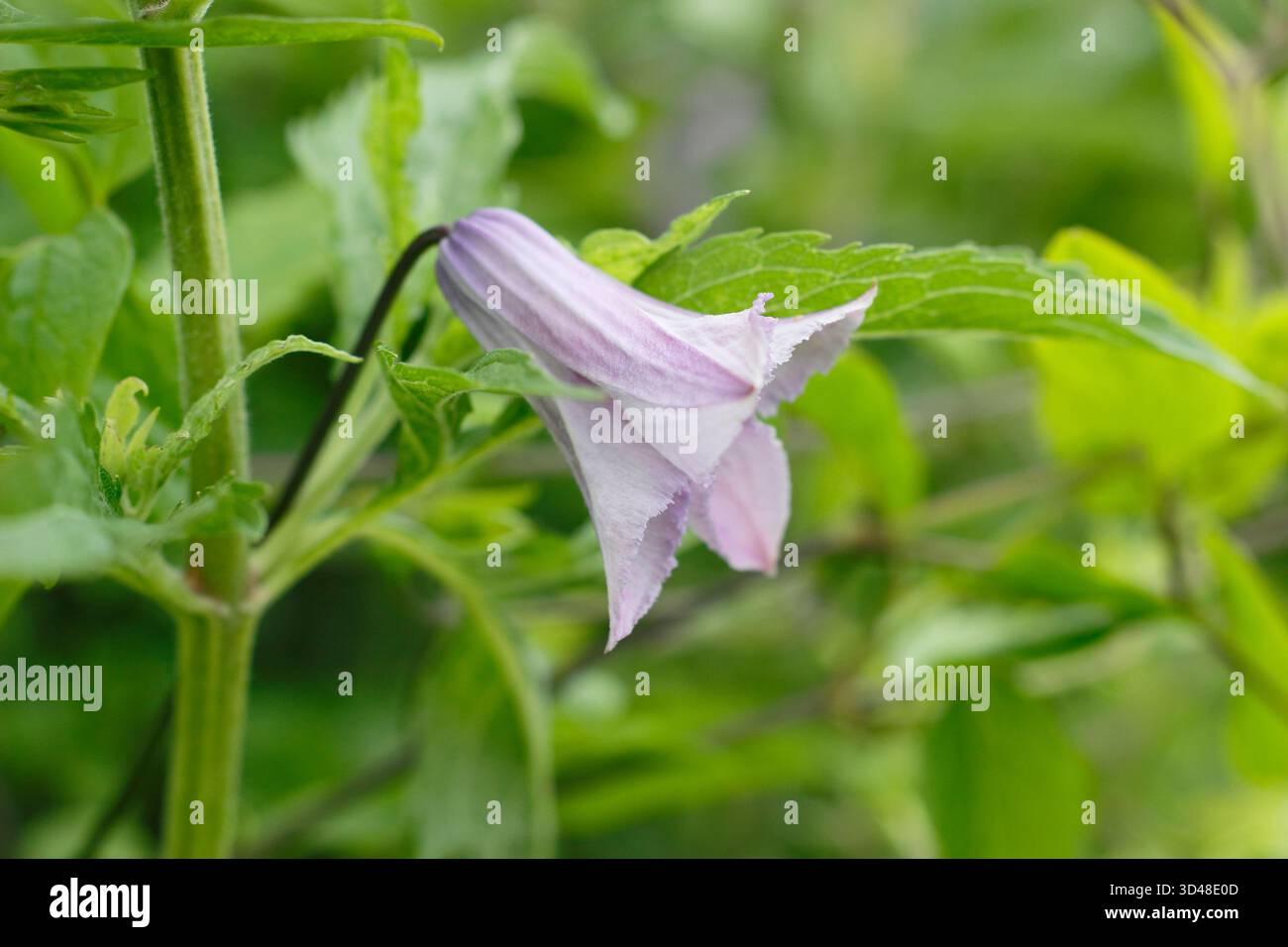 Clematis viticella Betty Corning, grimpeur caduque de taille moyenne aux fleurs mauves pâles. Banque D'Images