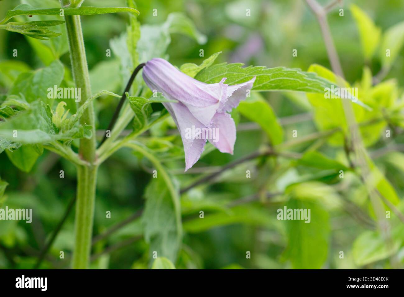 Clematis viticella Betty Corning, grimpeur caduque de taille moyenne aux fleurs mauves pâles. Banque D'Images