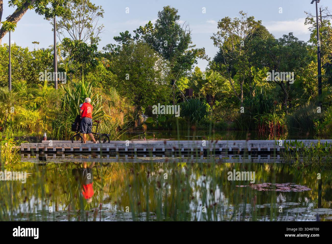 Vue arrière d'un vieil homme poussant un vélo traversant la plate-forme. Belle verdure, réflexion de l'eau et éclairage magnifique, jardin japonais, Singapour. Banque D'Images